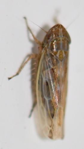 Arocephalus sp.